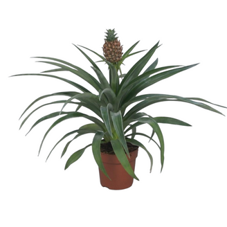 Ananas 'Mi Amigo' 40cm - Plante d'intérieur- La Green Touch
