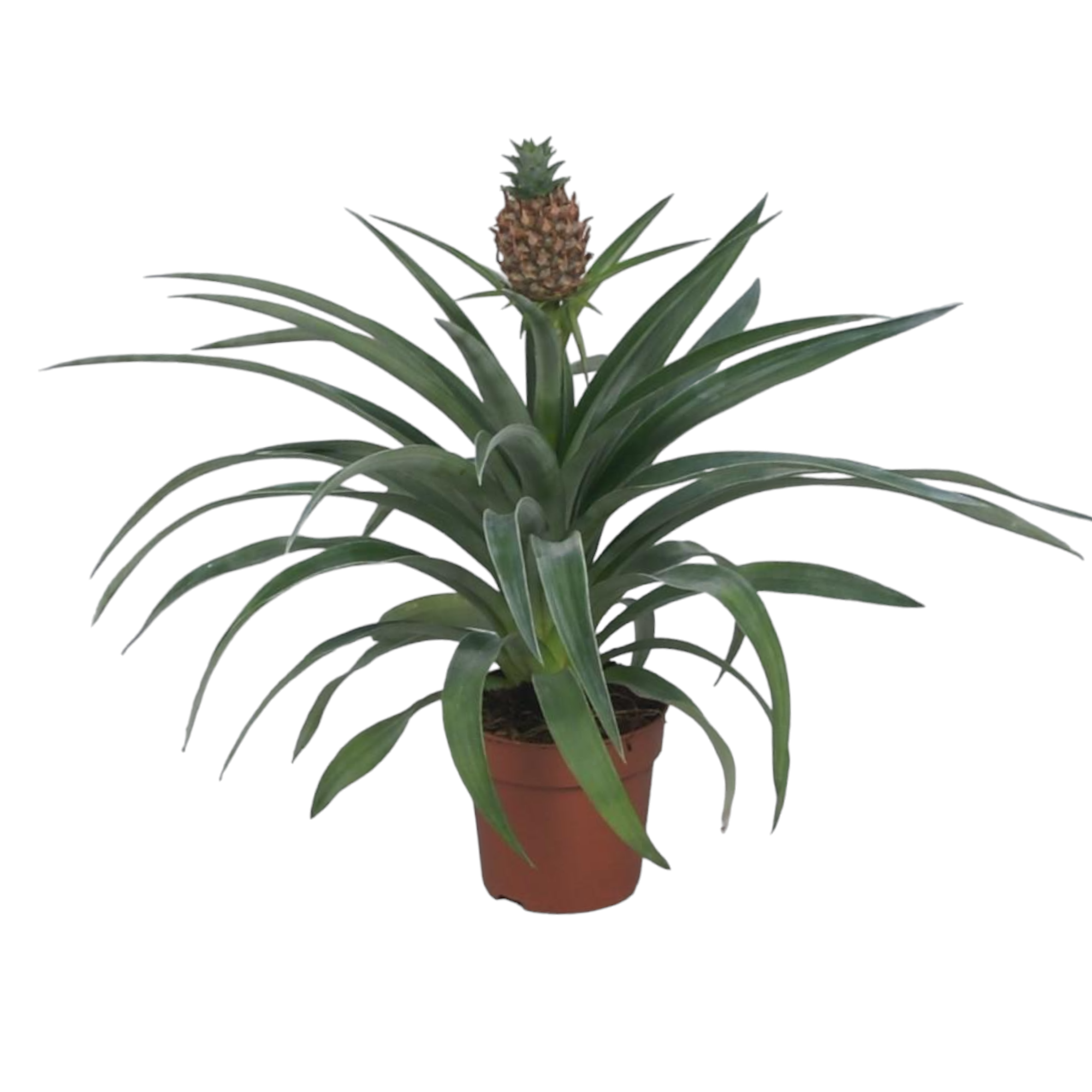 Ananas 'Mi Amigo' 40cm - Plante d'intérieur- La Green Touch
