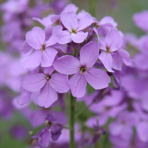 Promesse de Fleurs - Monnaie du Pape - Lunaria annua Mini-motte Ø 1,5/2,5 cm, Plant vert de 3 à 5 cm de haut environ (par 5)
