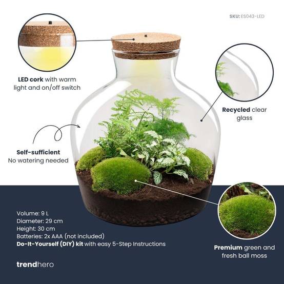 Terrarium à composer bouteille en verre recyclé - Ø29-H30cm - sans outils - Fougère Asparagus - Terrarium DIY - Image 3
