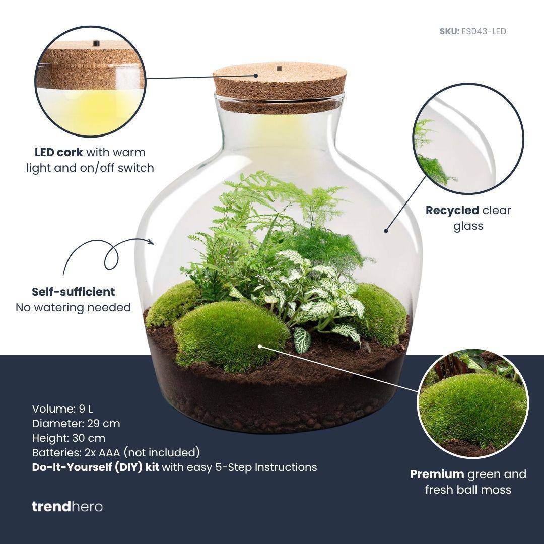 Terrarium à composer bouteille en verre recyclé - Ø29-H30cm - sans outils - Fougère Asparagus - Terrarium DIY - Image 3