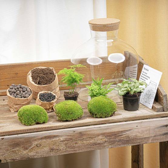 Terrarium à composer bouteille en verre recyclé - Ø29-H30cm - sans outils - Fougère Asparagus - Terrarium DIY - Image 5