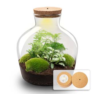 Terrarium à composer bouteille en verre recyclé - Ø29-H30cm - sans outils - Fougère Asparagus - Terrarium DIY