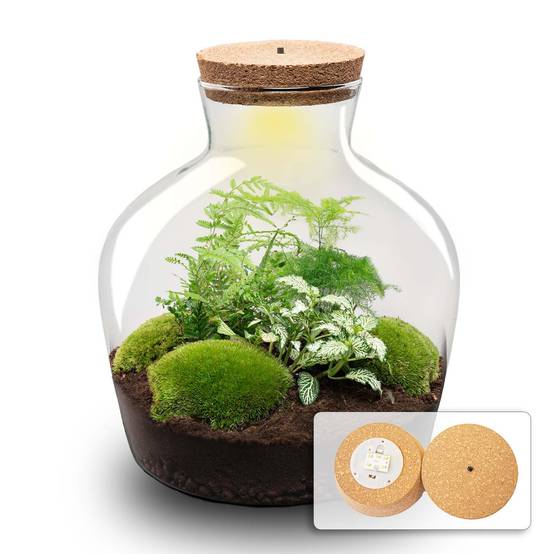Terrarium à composer bouteille en verre recyclé - Ø29-H30cm - sans outils - Fougère Asparagus - Terrarium DIY - Image 1
