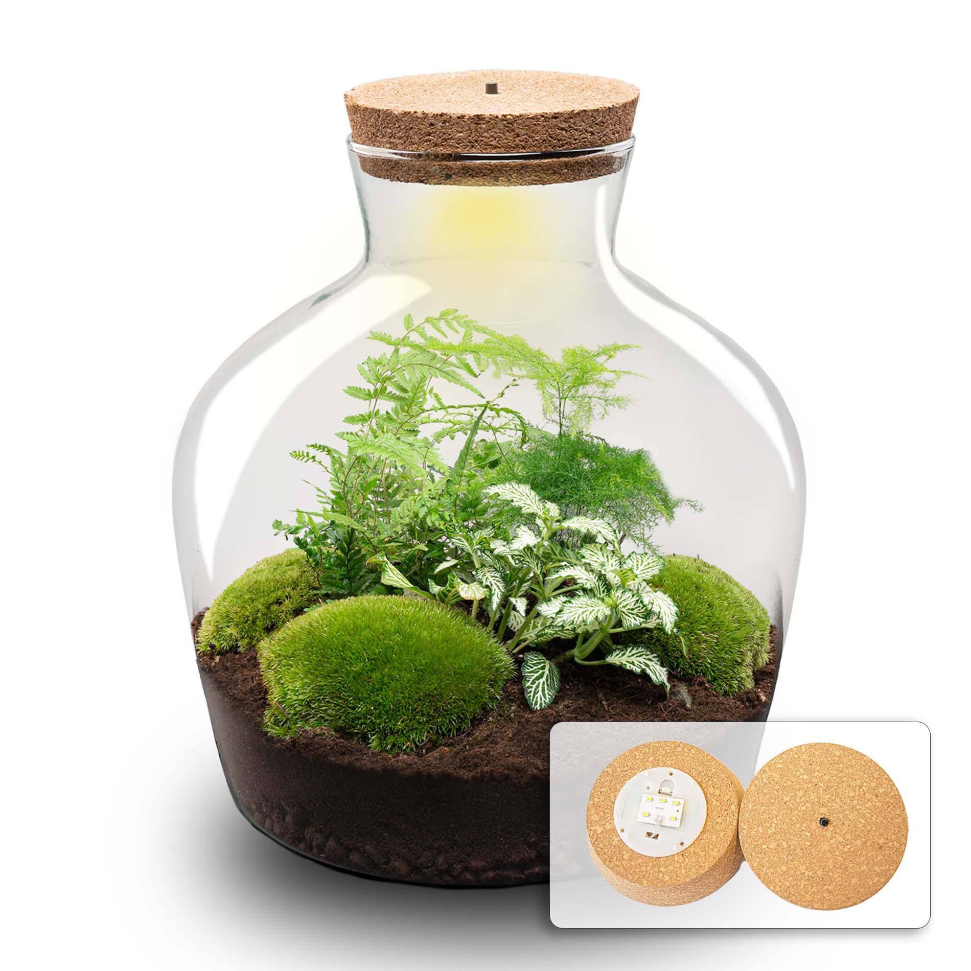 Terrarium à composer bouteille en verre recyclé - Ø29-H30cm - sans outils - Fougère Asparagus - Terrarium DIY