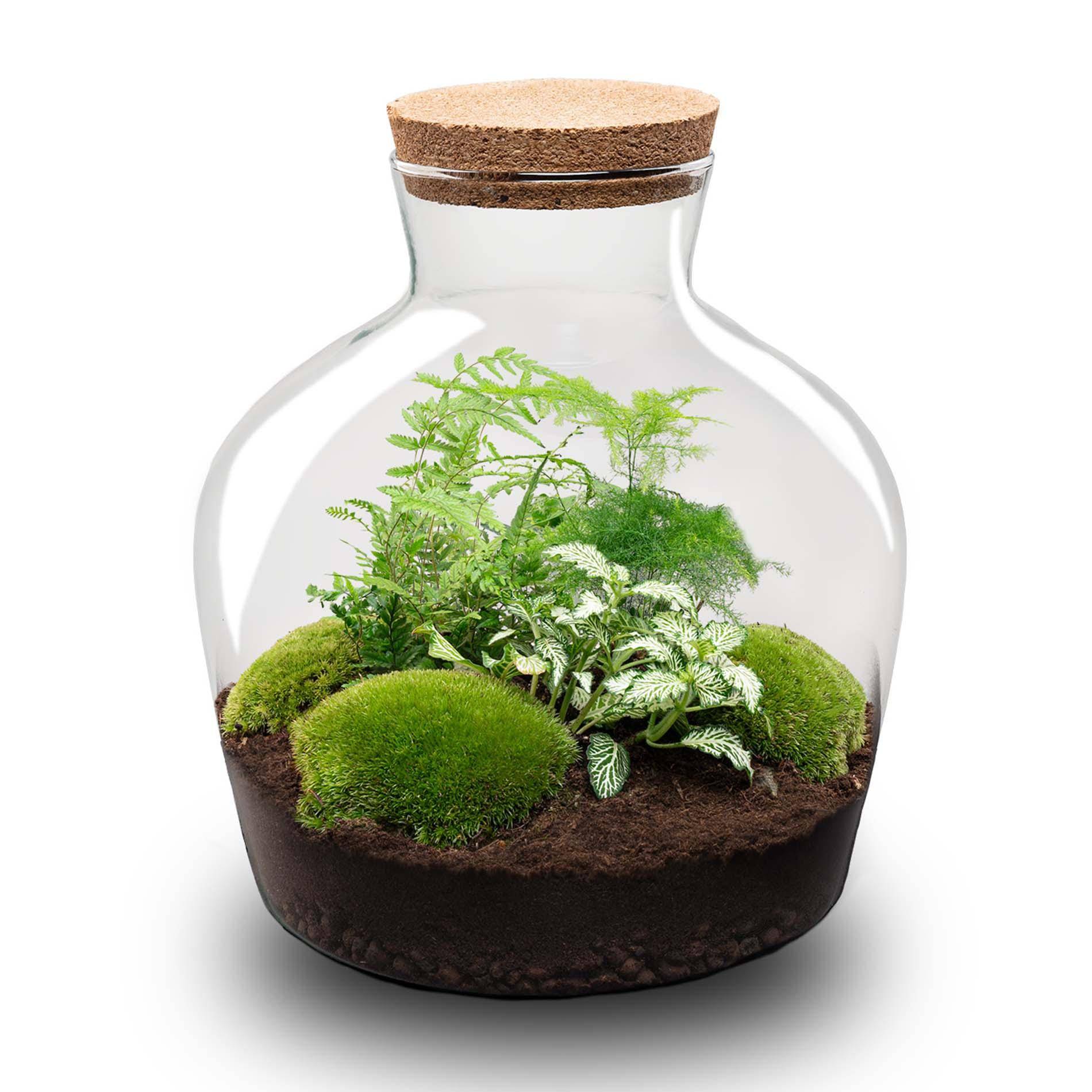 Terrarium à composer bouteille en verre recyclé - Ø29-H30cm - sans outils - Fougère Asparagus - Terrarium DIY - Image 2