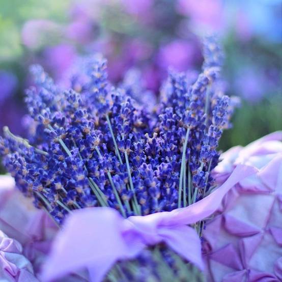 Lavande 'Hidcote Blue' (Lavandula Angustifolia 'Hidcote Blue') - Godet - Taille 10/15cm - Pépinières Naudet - Image 1