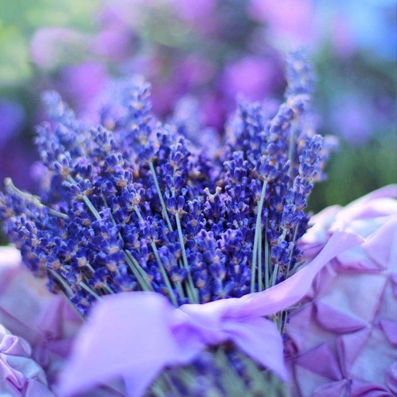 Lavande 'Hidcote Blue' (Lavandula Angustifolia 'Hidcote Blue') - Godet - Taille 10/15cm - Pépinières Naudet - Image 1