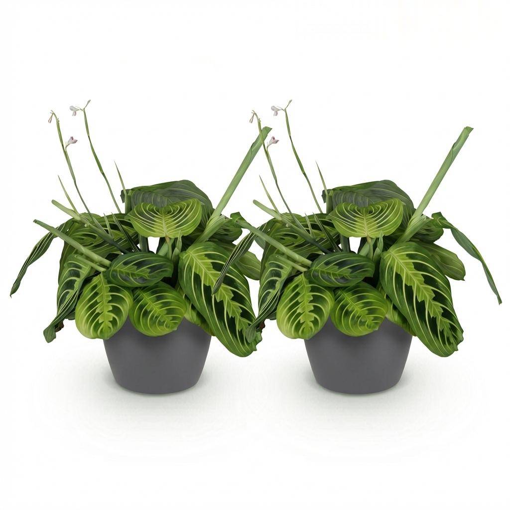 Maranta Fascinator Lemon Lime - Pet-friendly - Plante de prière - Pot de 12cm - Hauteur 25-35cm - 2 plantes - Gris - Plantes d'intérieur - Image 2