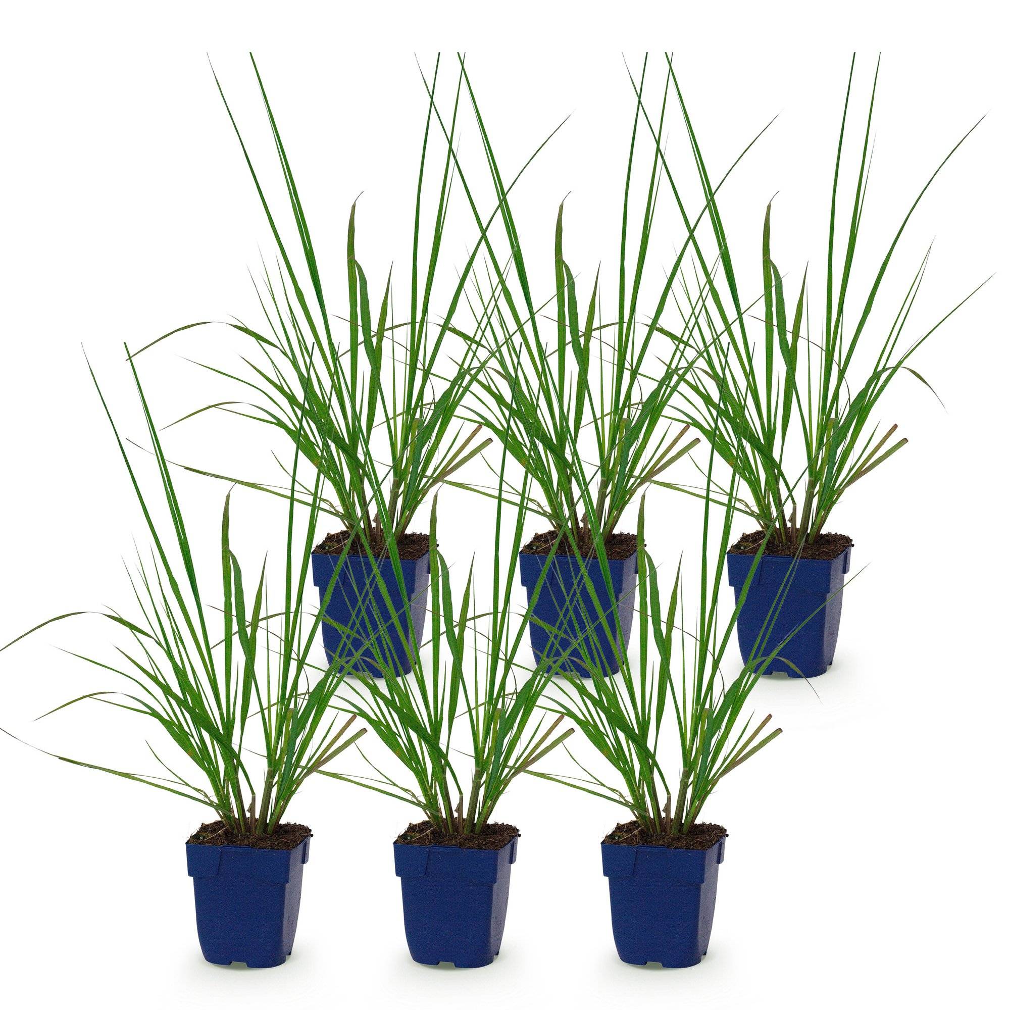 Herbe aux écouvillons 'Black Beauty' (Pennisetum alopecuroides) - graminée ornementale - Pot 11 cm - Hauteur 25 cm - 6 plants - Plantes d'intérieur - Image 2