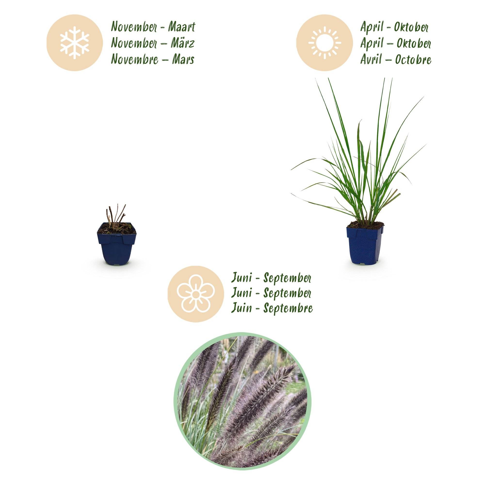 Herbe aux écouvillons 'Black Beauty' (Pennisetum alopecuroides) - graminée ornementale - Pot 11 cm - Hauteur 25 cm - 6 plants - Plantes d'intérieur - Image 4
