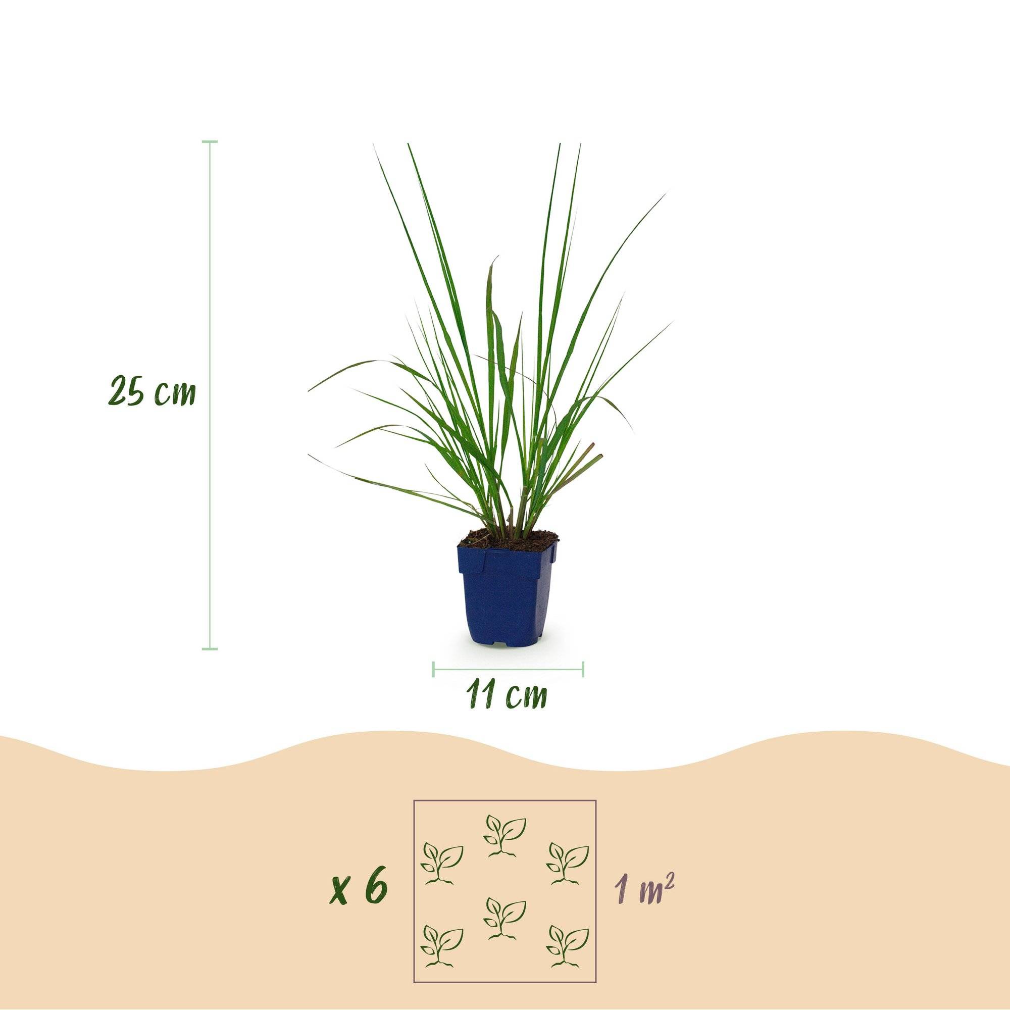 Herbe aux écouvillons 'Black Beauty' (Pennisetum alopecuroides) - graminée ornementale - Pot 11 cm - Hauteur 25 cm - 6 plants - Plantes d'intérieur - Image 3