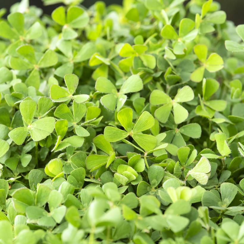 Promesse de Fleurs - Marsilea quadrifolia - Marsilée à quatre feuilles Pot de 1L/1,5L