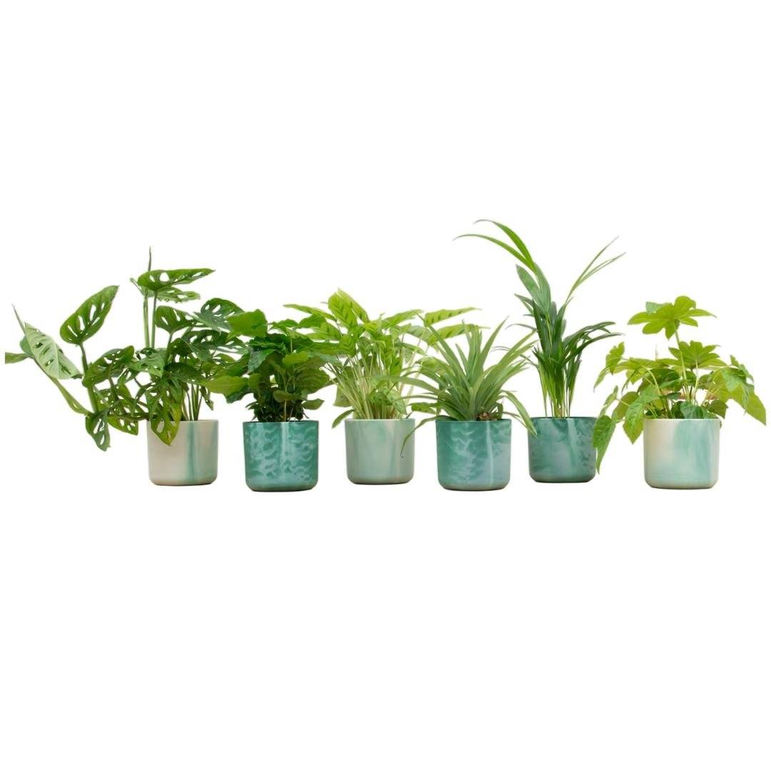 La Green Touch - Box 6 plantes d'intérieur et pots elho Ocean vert Ø14 30cm - Plante d'intérieur- La Green Touch - Image 2