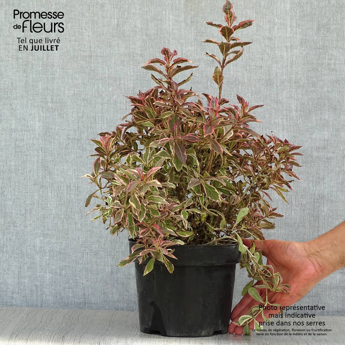 Weigelia florida Monet Verweig Pot de 2L/3L - Image 2