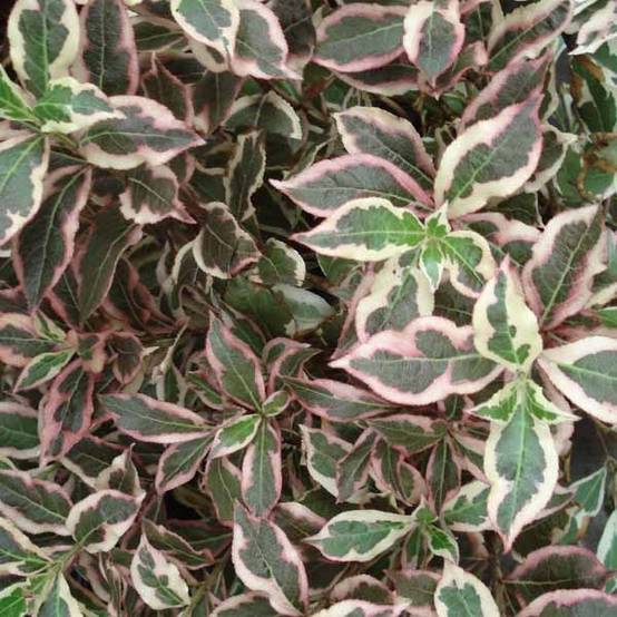 Weigelia florida Monet Verweig Pot de 2L/3L - Image 1