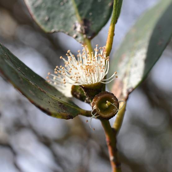 Eucalyptus kybeanensis - Mallée de Kybean Pot de 4L/5L, Pot anti-chignon