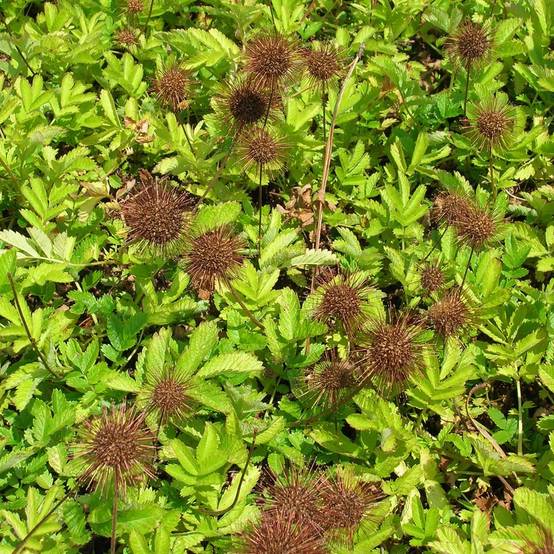Acaena magellanica - Lampourde Magellan Pot de 2L/3L