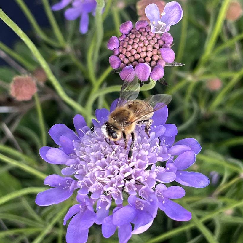 Scabiosa Nova Dew Drops - Scabieuse Godet de 8/9 cm