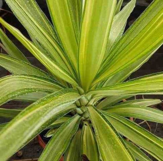 0 - Yucca Elephantipes 'Jewel' (Yucca pied d'éléphant) Pot de 6 litres -60/80 cm - Image 1