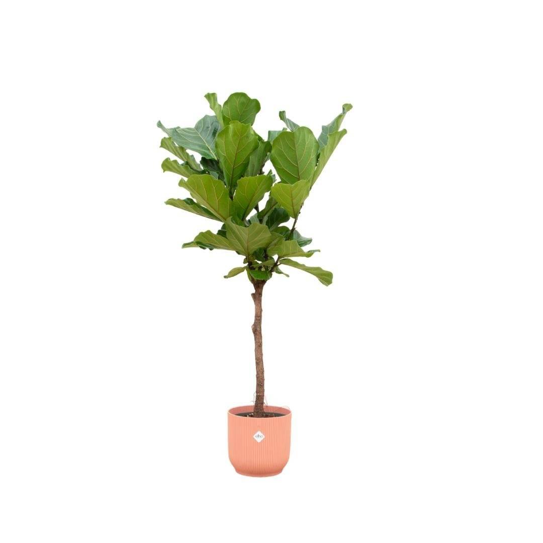 La Green Touch - Ficus Lyrata et son pot- La Green Touch Rose - Hauteur 160cm
