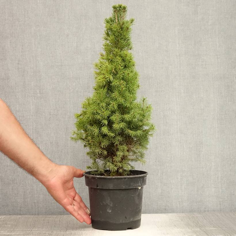 Promesse de Fleurs - Epinette blanche - Picea glauca Conica Pot de 2L/3L - Image 2
