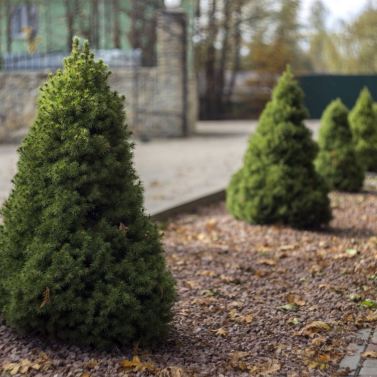 Promesse de Fleurs - Epinette blanche - Picea glauca Conica Pot de 2L/3L - Image 1