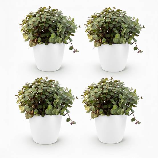 La Green Touch - Calissia Repens - H20cm - Image 2