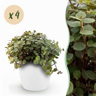 Calissia Repens - H20cm