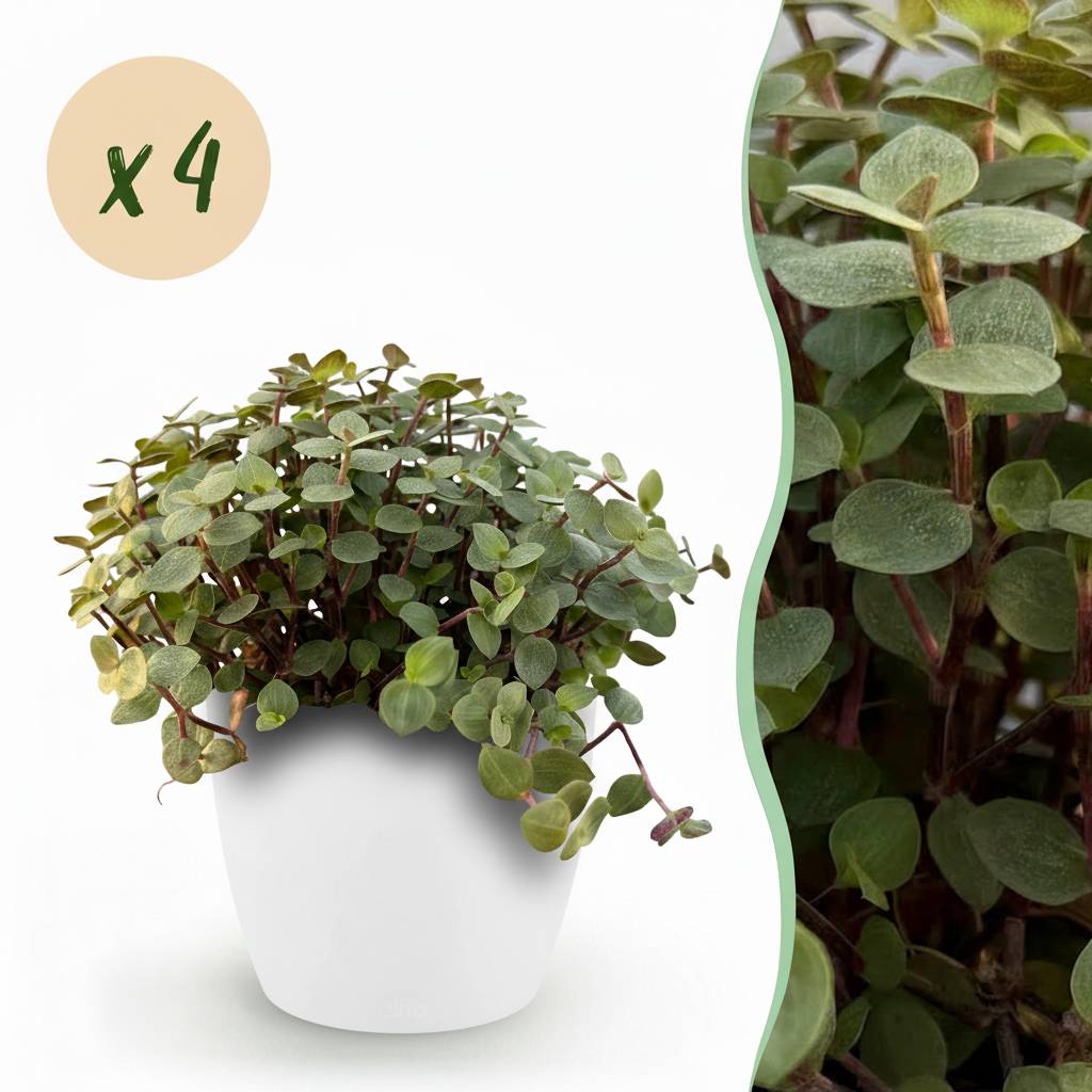 Calissia Repens - H20cm - Image 1