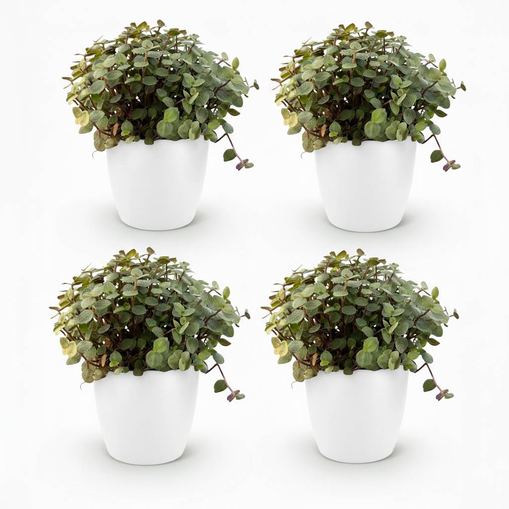 Calissia Repens - H20cm - Image 2