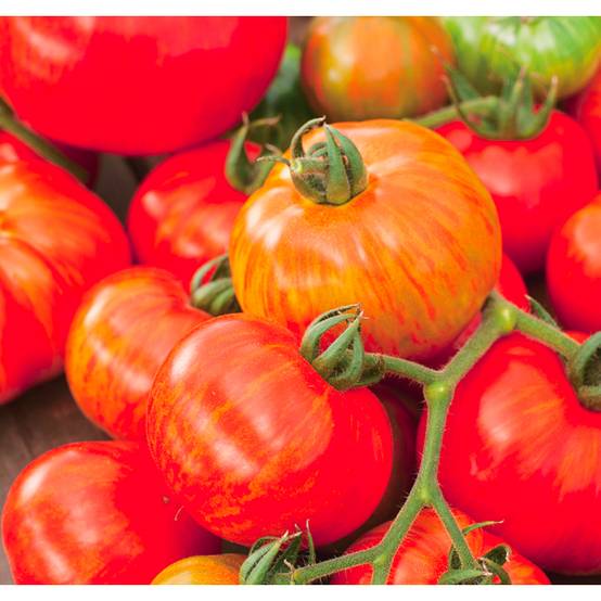 Plant de tomate ronde red zebra pot de 0,5 litre - Image 1