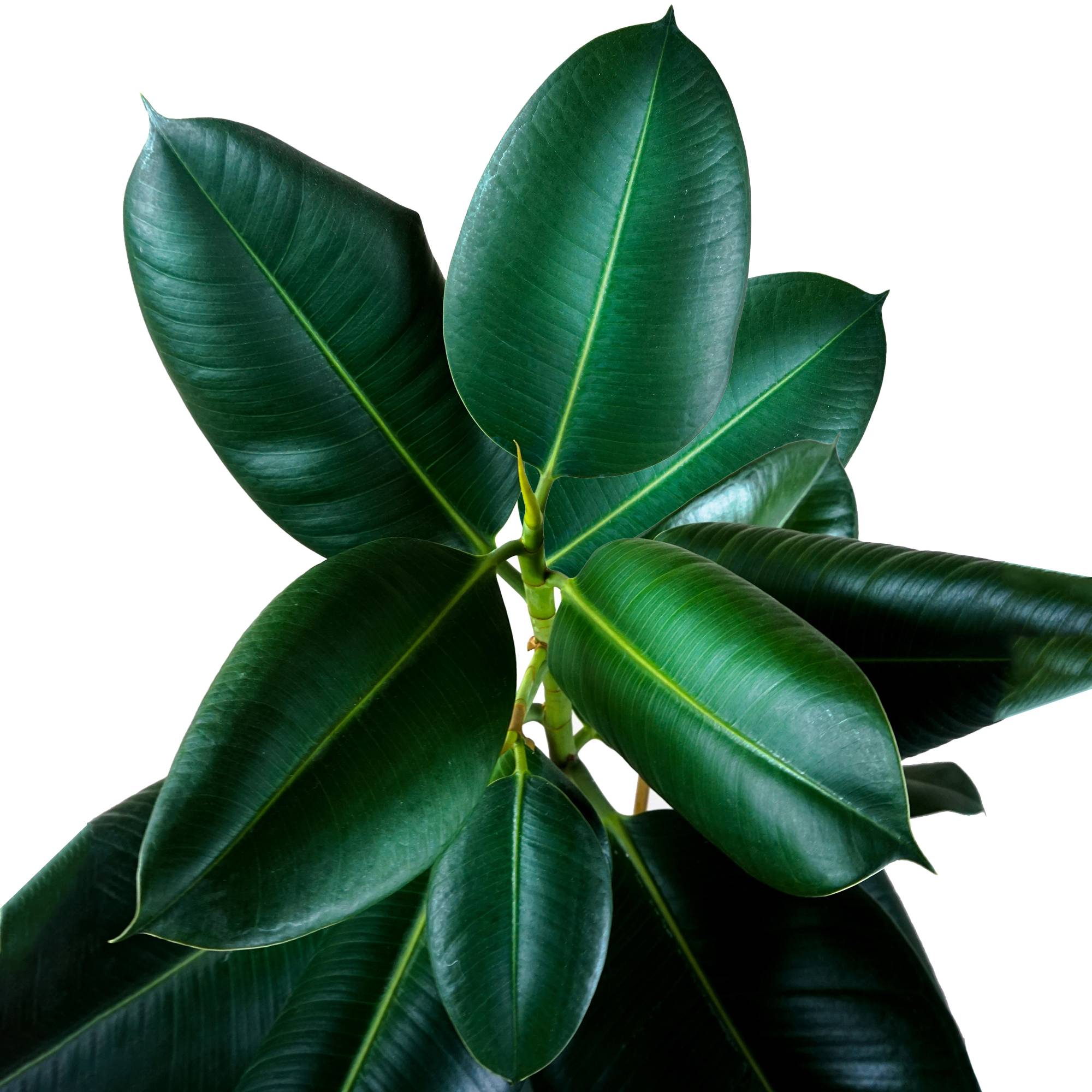 Gardenersdream - Ficus Robusta En Pot 30-40 Cm | Vente D’Arbre À Caoutchouc À Feuilles Persistantes - GardenersDream - Image 3