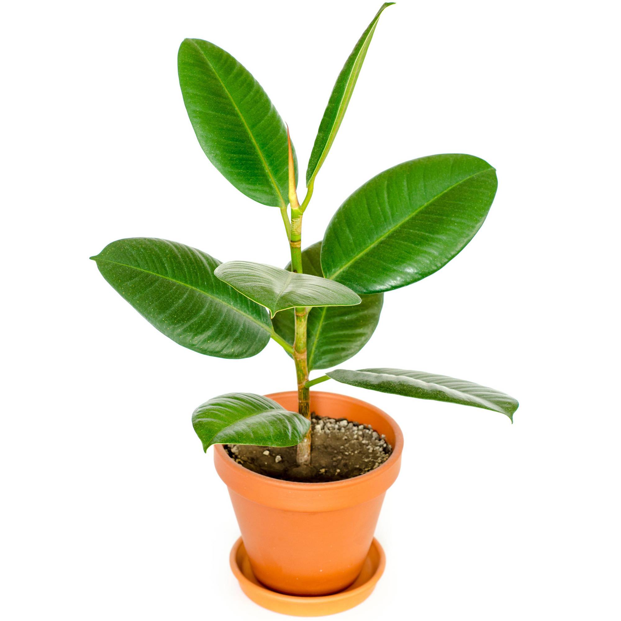 Gardenersdream - Ficus Robusta En Pot 30-40 Cm | Vente D’Arbre À Caoutchouc À Feuilles Persistantes  - GardenersDream - Image 1