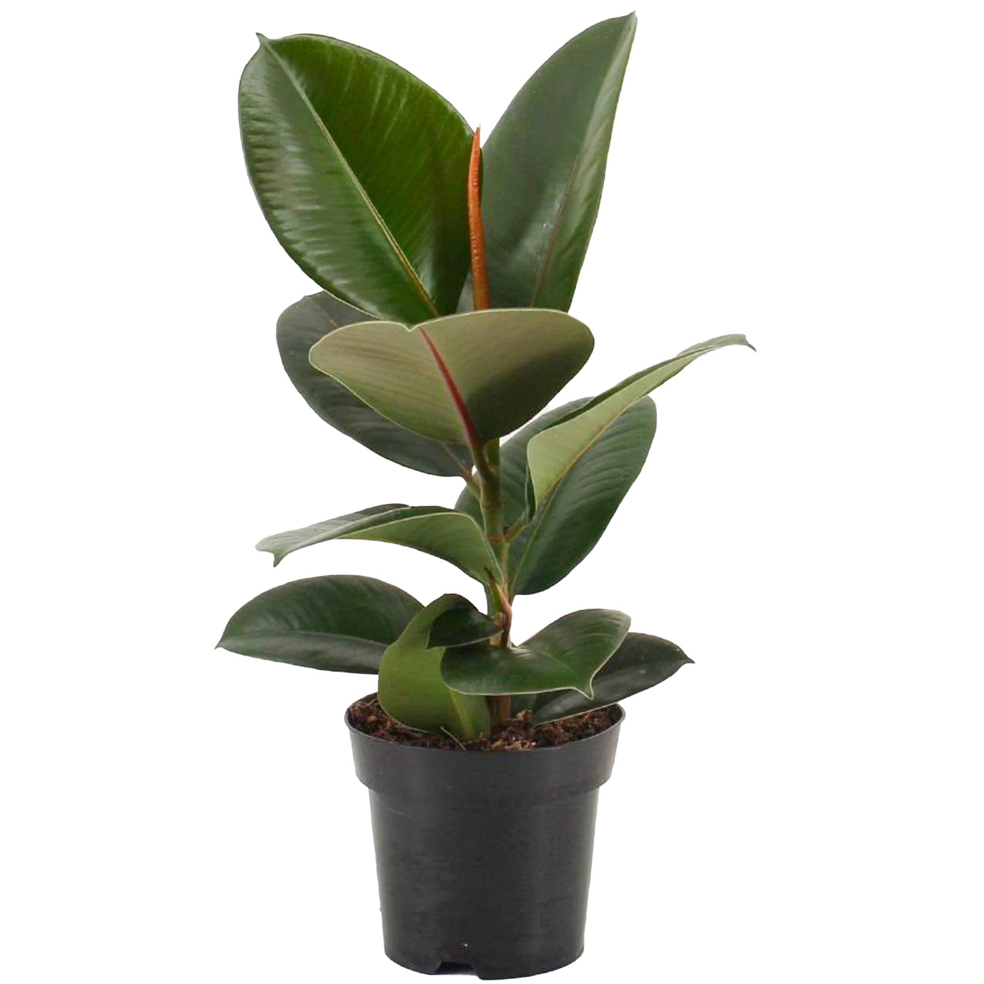 Gardenersdream - Ficus Robusta En Pot 30-40 Cm | Vente D’Arbre À Caoutchouc À Feuilles Persistantes - GardenersDream - Image 2
