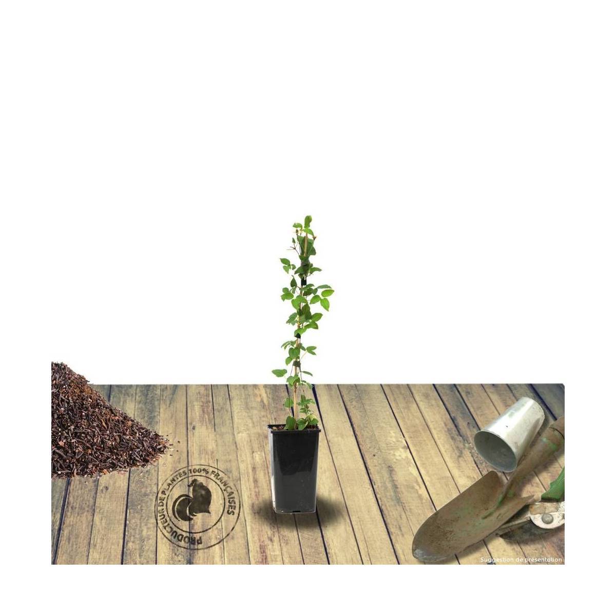 Clématite Margaret Hunt à fleurs Bleue - feuillage Caduc - Pot de 1,5L - Tuteur bambou 30/60 cm-  hauteur à maturité De 2,00 m à 2,50 m - Image 8