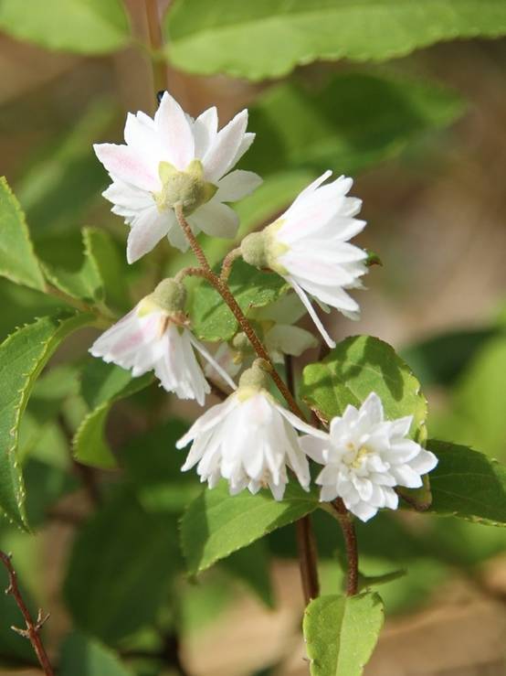 Promesse de Fleurs - Deutzia crenata Pride of Rochester Pot de 2L/3L - Image 1