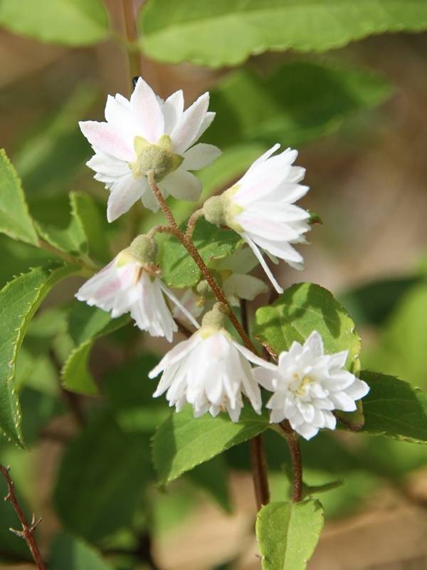 Promesse de Fleurs - Deutzia crenata Pride of Rochester Pot de 2L/3L - Image 1