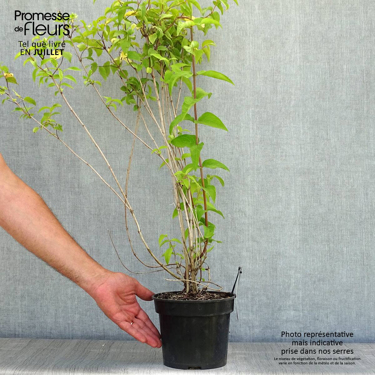 Promesse de Fleurs - Deutzia crenata Pride of Rochester Pot de 2L/3L - Image 2