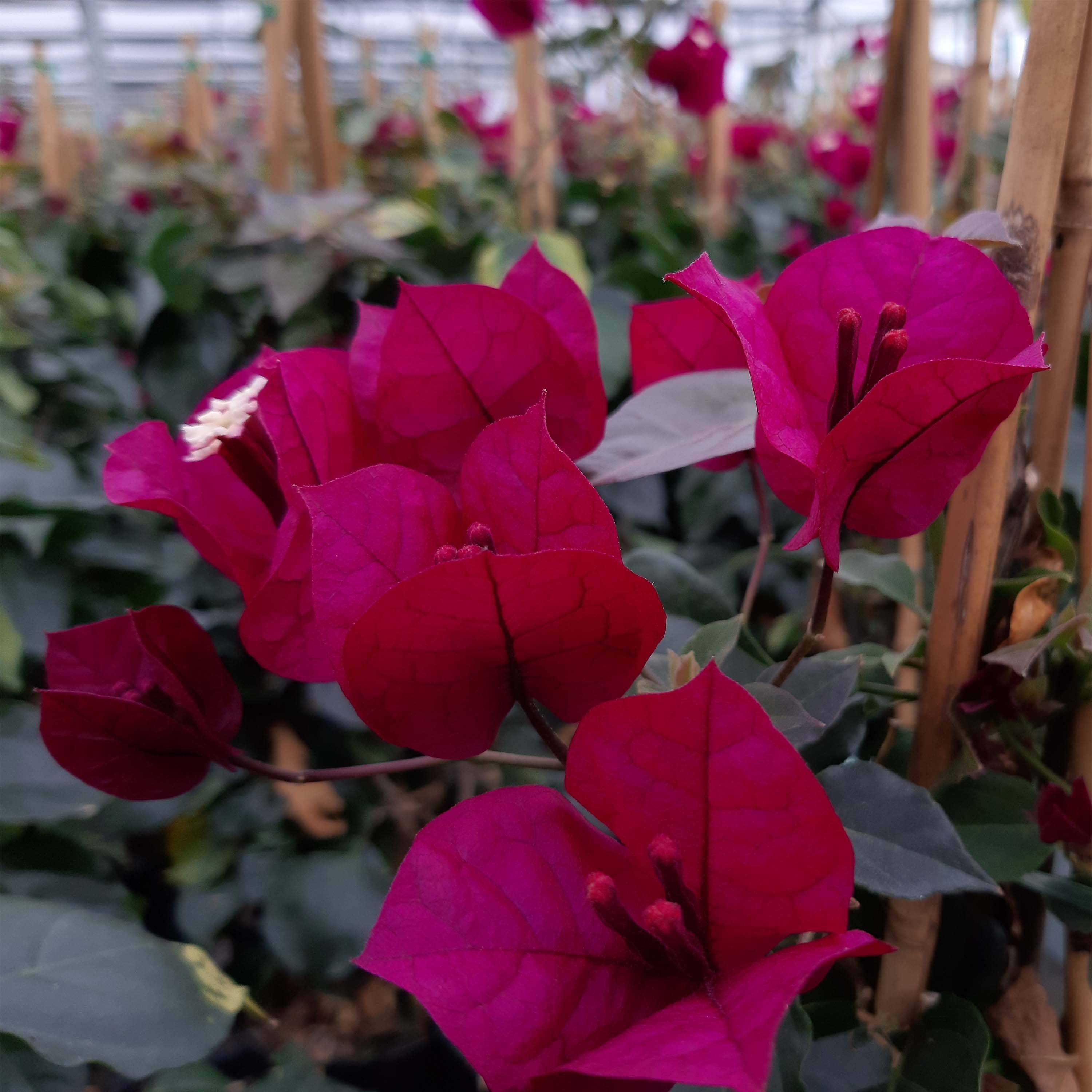 Promesse de Fleurs - Bougainvillier spectabilis Pourpre violacé Pot de 2L/3L