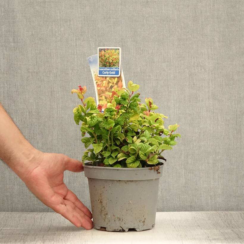 Leucothoe axillaris Curly Gold Pot de 2L/3L - Image 2