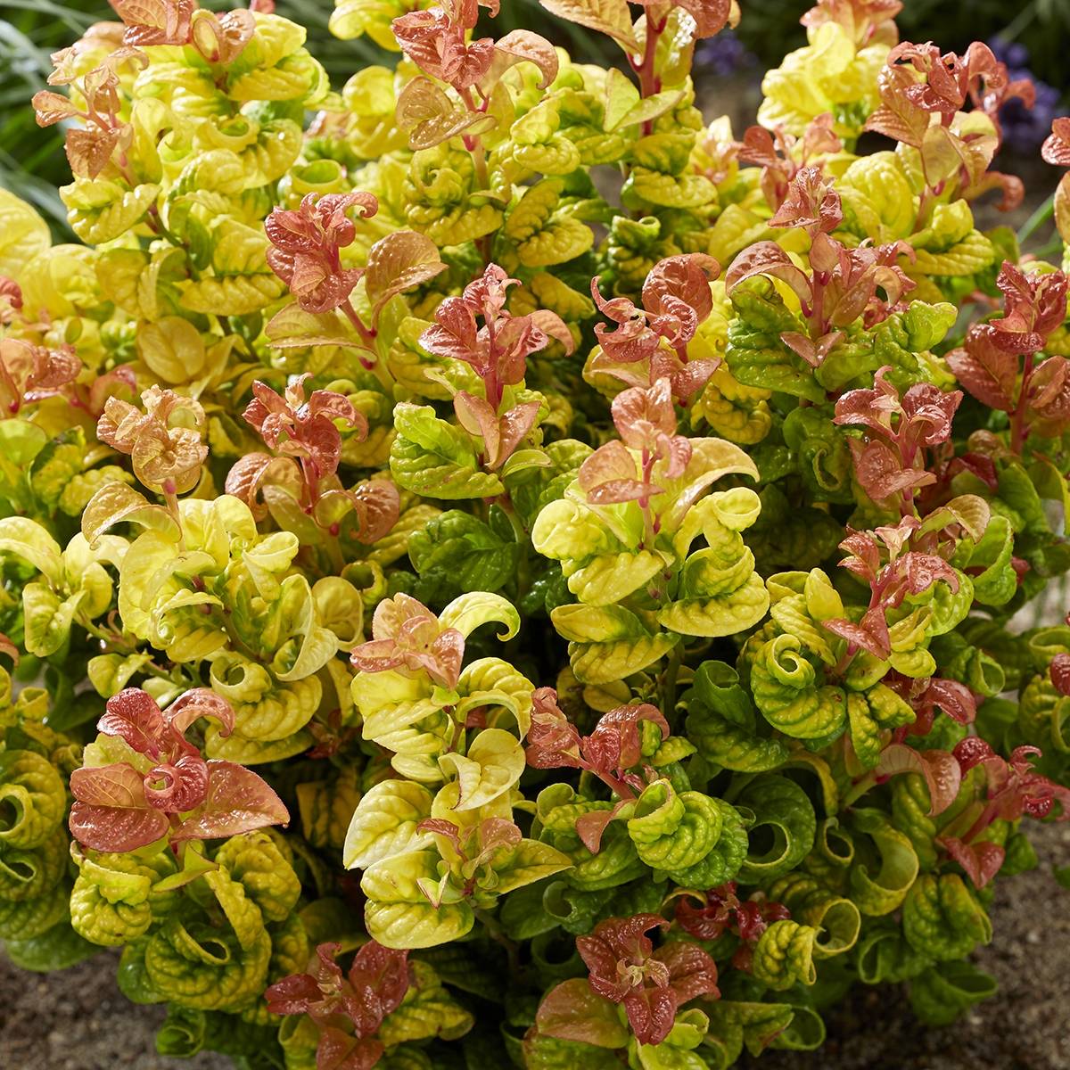 Leucothoe axillaris Curly Gold Pot de 2L/3L - Image 1