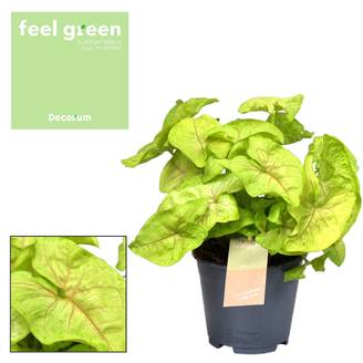 Syngonium Golden Feel Vert - D14 H30cm