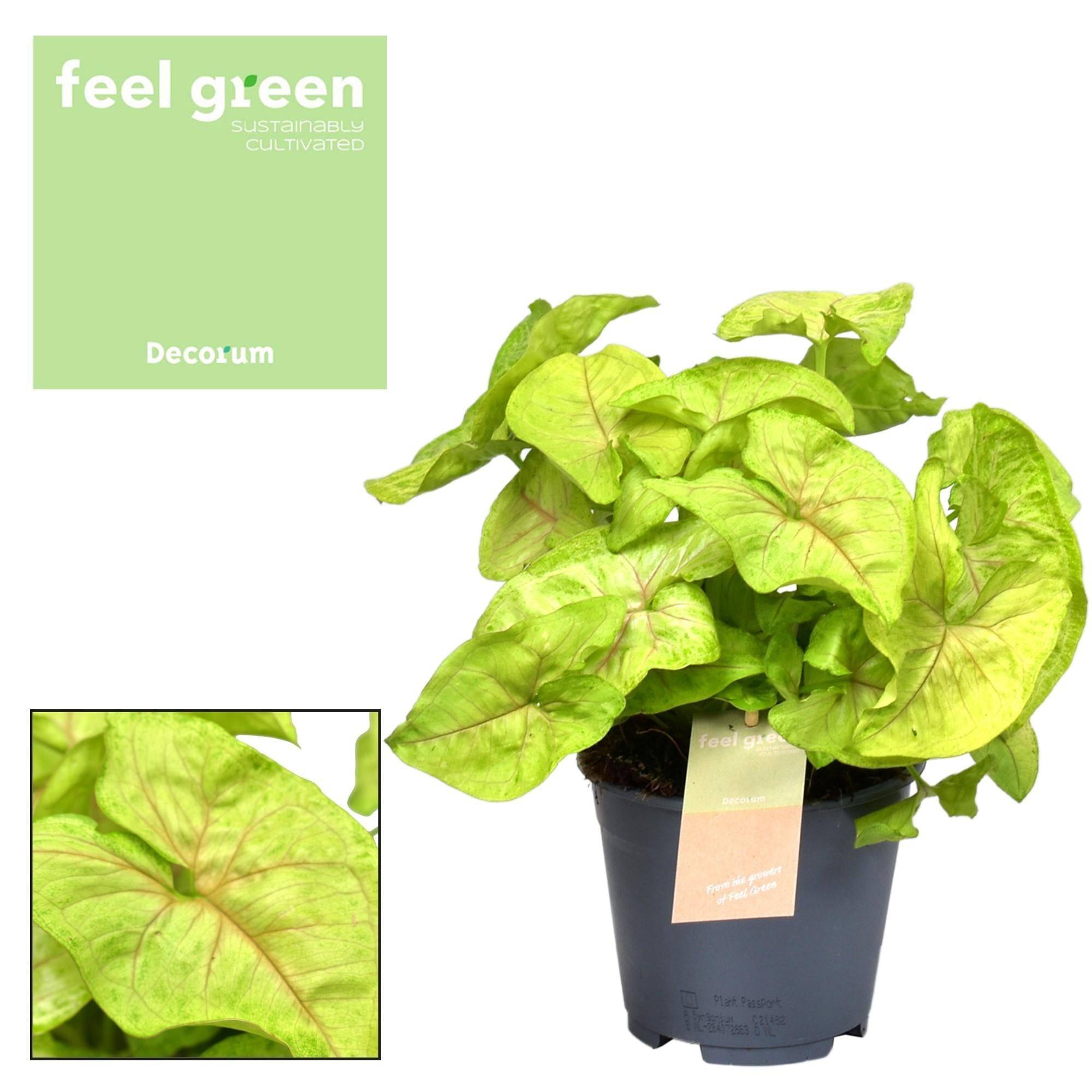 Syngonium Golden Feel Vert - D14 H30cm