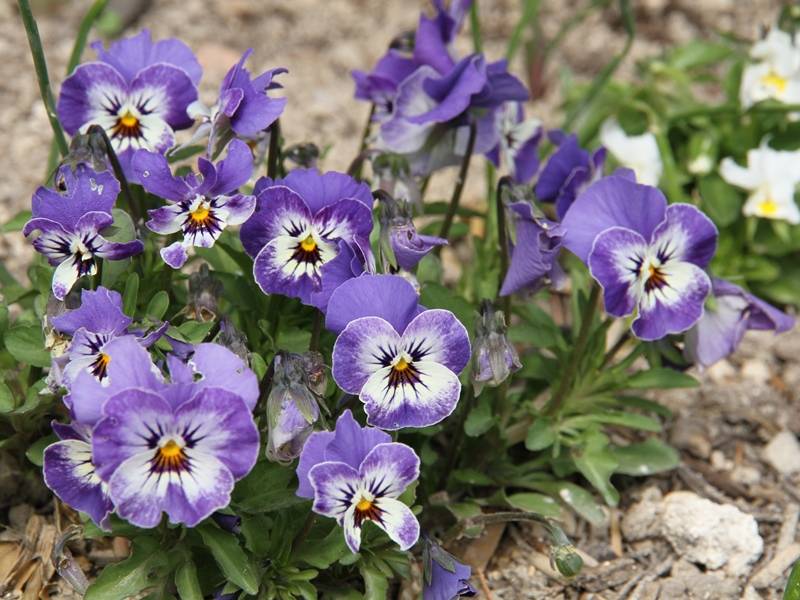 Promesse de Fleurs - Violette cornue Sorbet Delft Blue Mini-motte Mini-motte Ø 1,5/2,5 cm, Plant vert de 3 à 5 cm de haut environ (par 5)