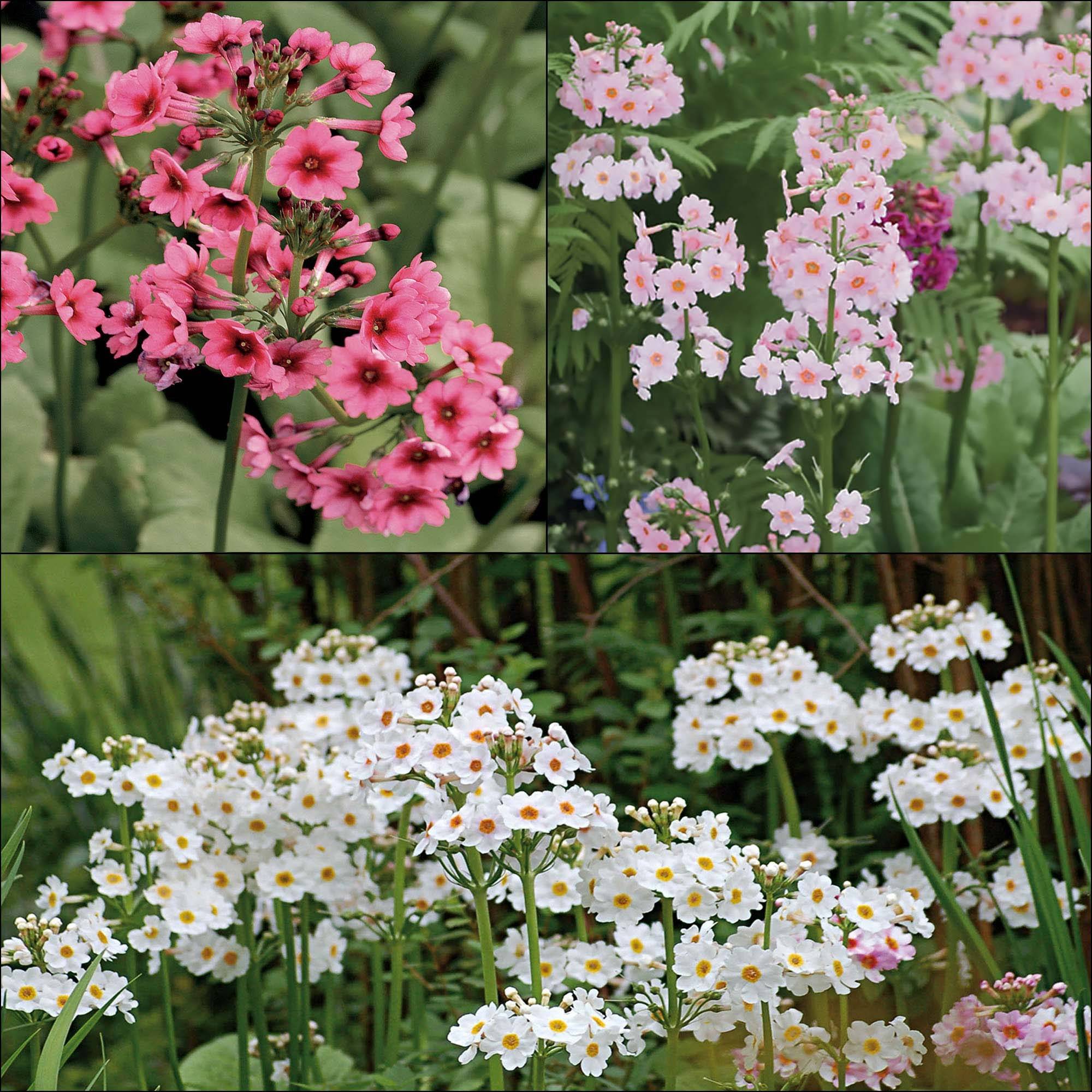 Promesse de Fleurs - Collection de 3 Primevères Japonaises - Collection de 3 plantes