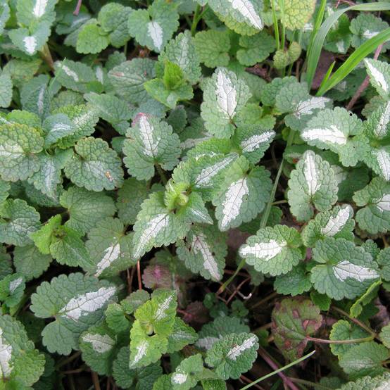 Promesse de Fleurs - Lamium maculatum Album - Lamier maculé Godet de 8/9 cm