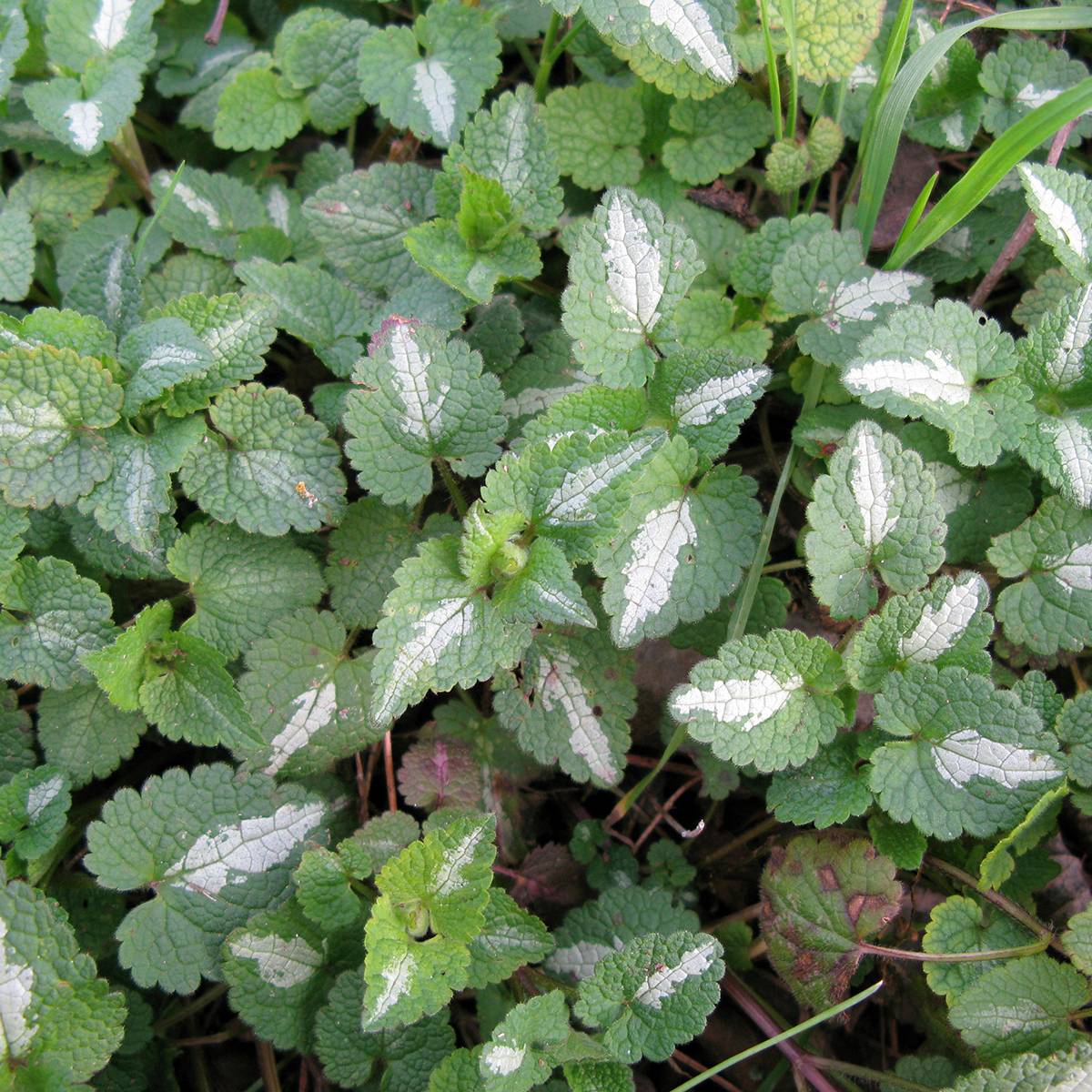 Promesse de Fleurs - Lamium maculatum Album - Lamier maculé Godet de 8/9 cm