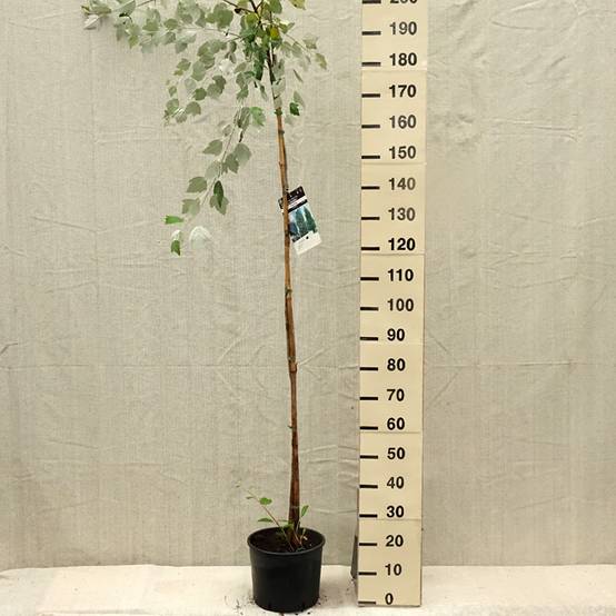 Promesse de Fleurs - Populus alba - Peuplier blanc, de Hollande Pot de 7,5L/10L - Image 2