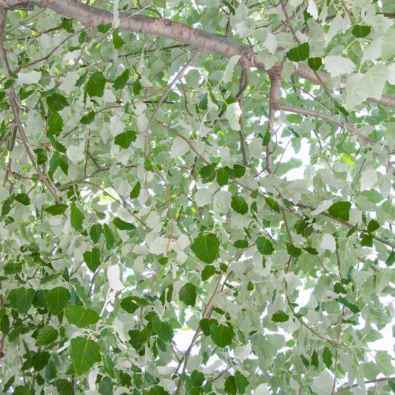 Promesse de Fleurs - Populus alba - Peuplier blanc, de Hollande Pot de 7,5L/10L - Image 1